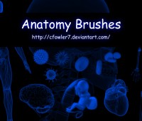PS Brushes – Anatomy Brushes