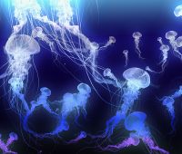 Jellyfish brush by  Gotat